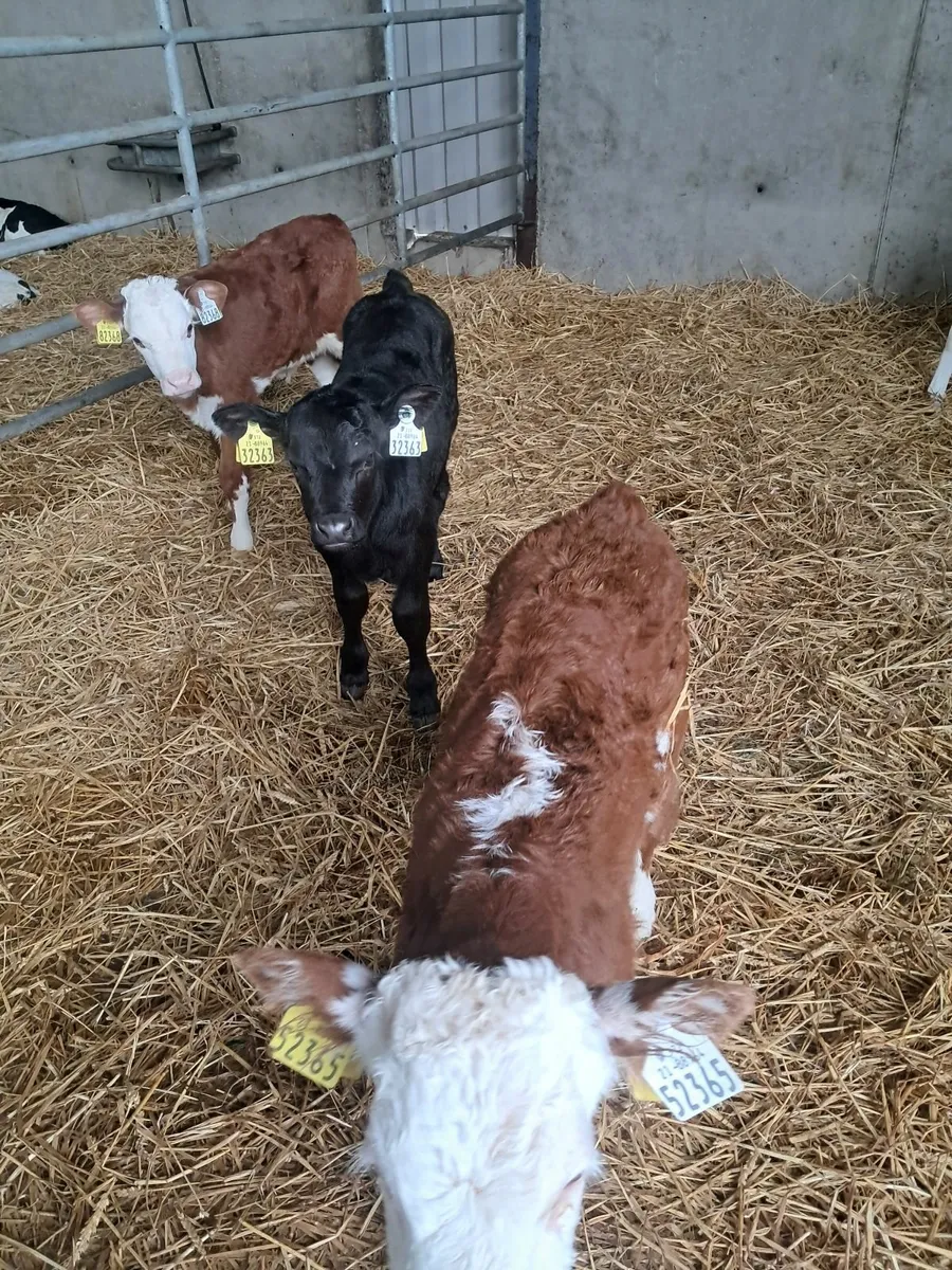 Organic calves - Image 4