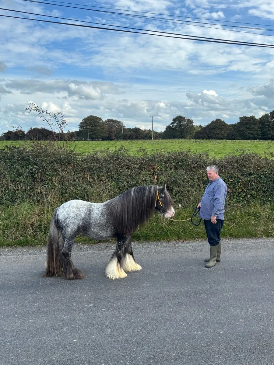 Top Class 3 Year Old Stallion 👑 - Image 1