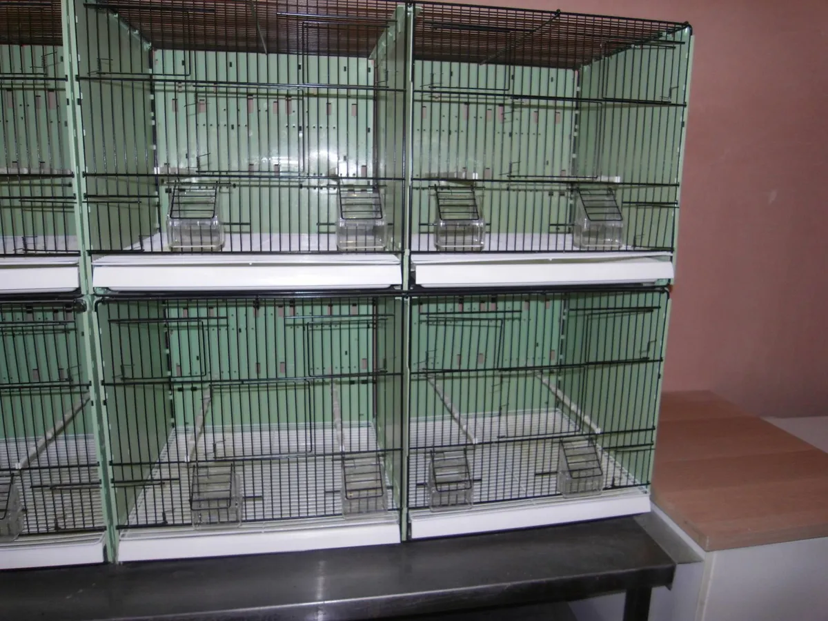 CANARY DOUBLE BREEDING CAGES - Image 3