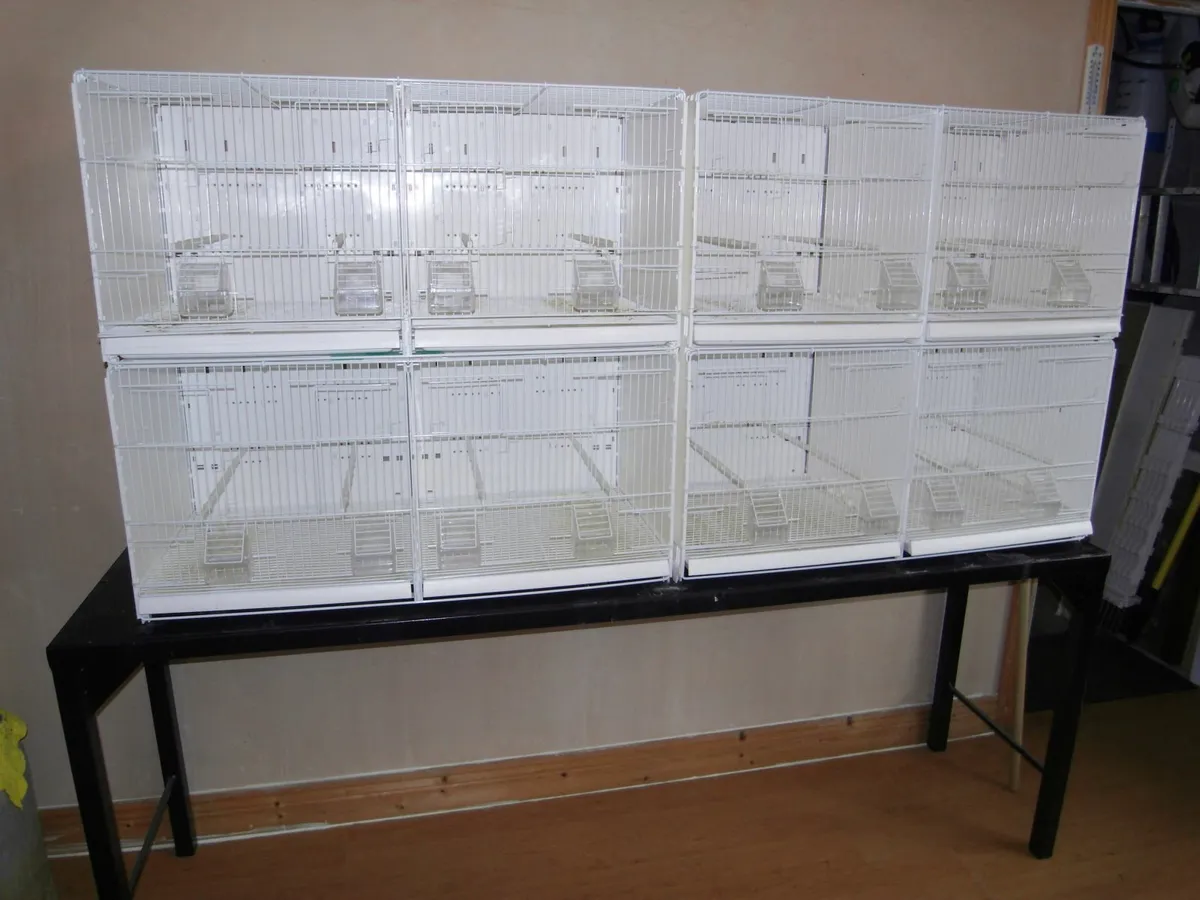 CANARY DOUBLE BREEDING CAGES - Image 4