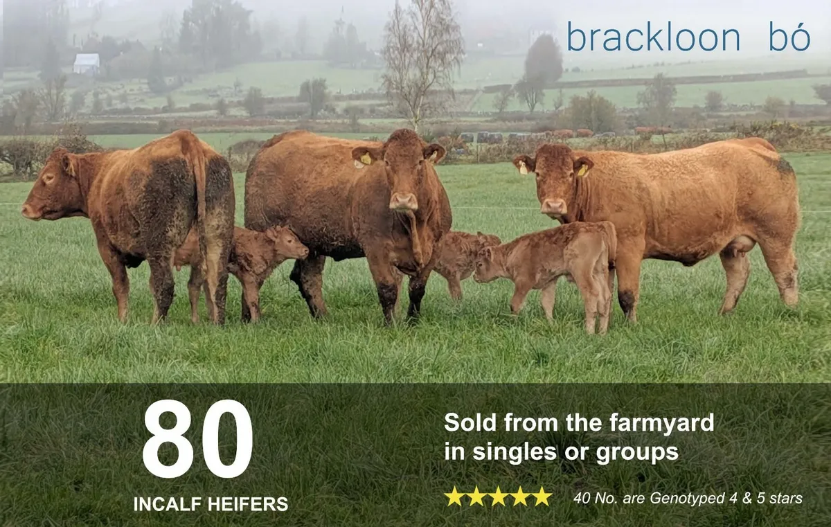 Heifers In-calf Springers - Image 1