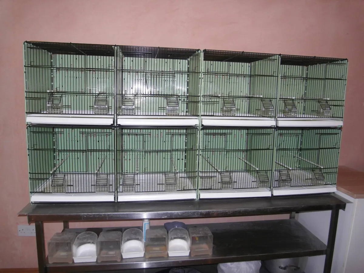 CANARY DOUBLE BREEDING CAGES - Image 1