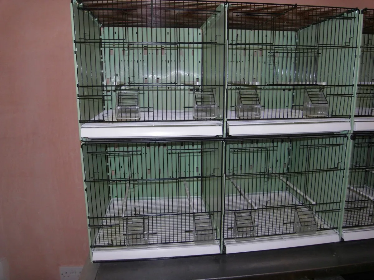CANARY DOUBLE BREEDING CAGES - Image 2
