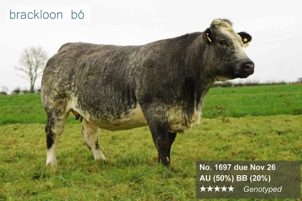 Heifers In-calf Springers - Image 2