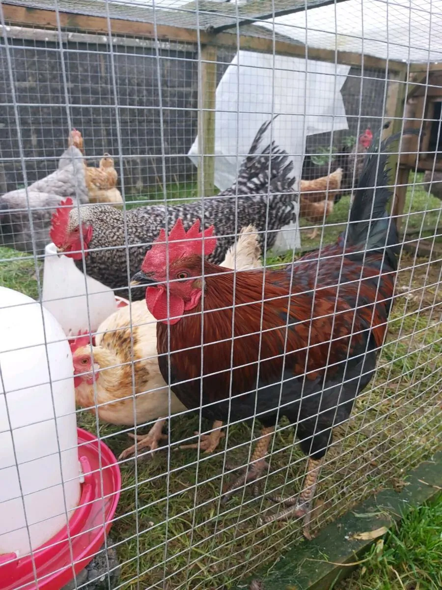 2 roosters - Image 1