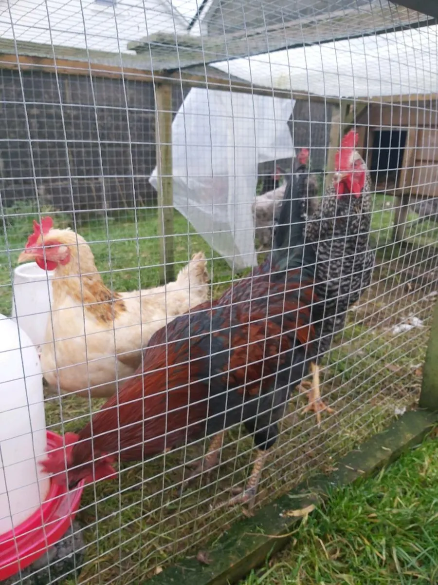 2 roosters - Image 2