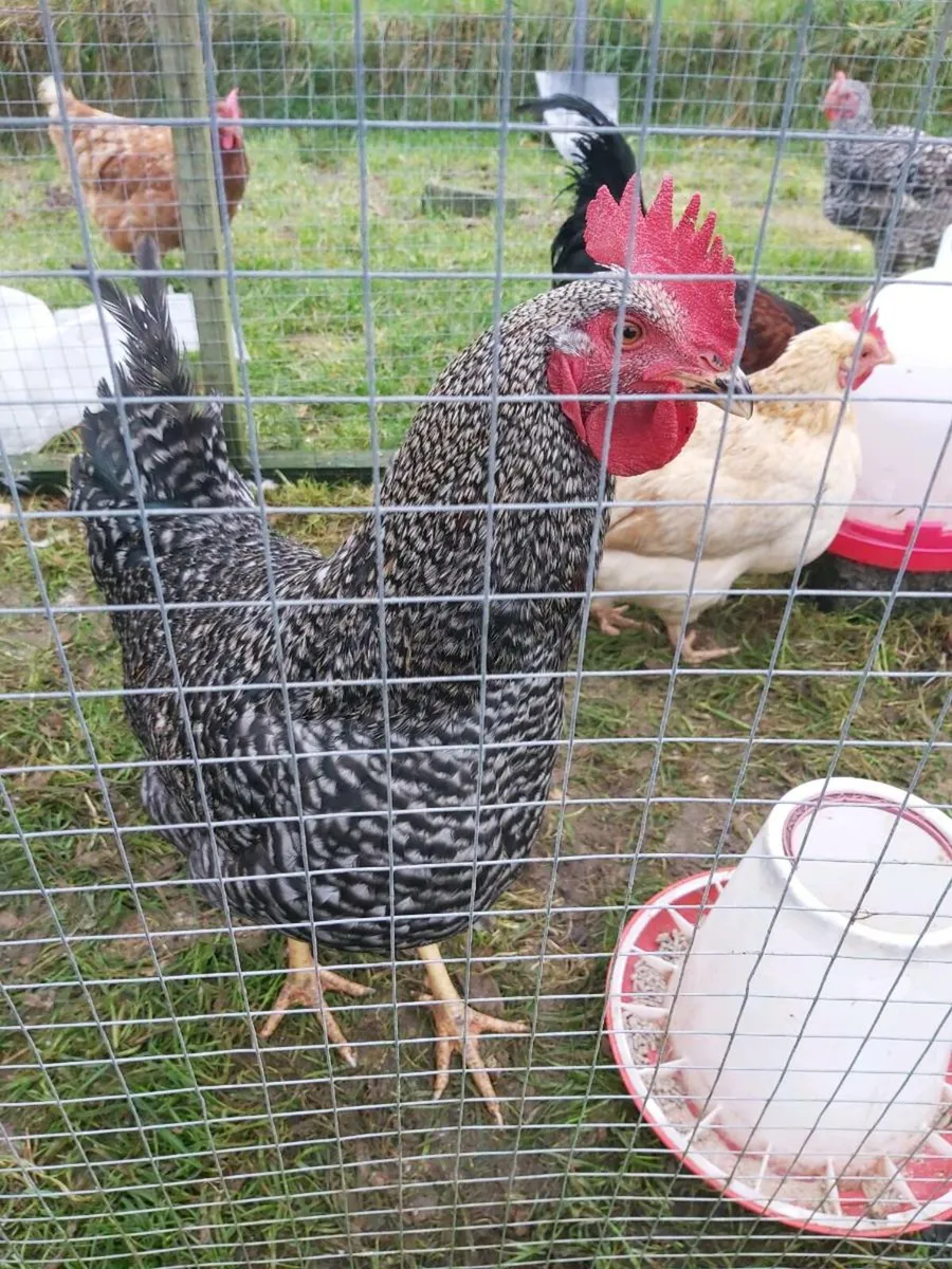 2 roosters - Image 3