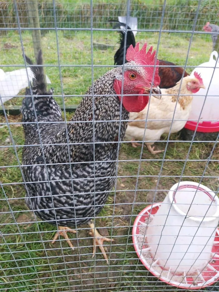 2 roosters - Image 4