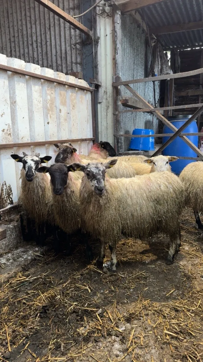 Mule Ewe Lambs