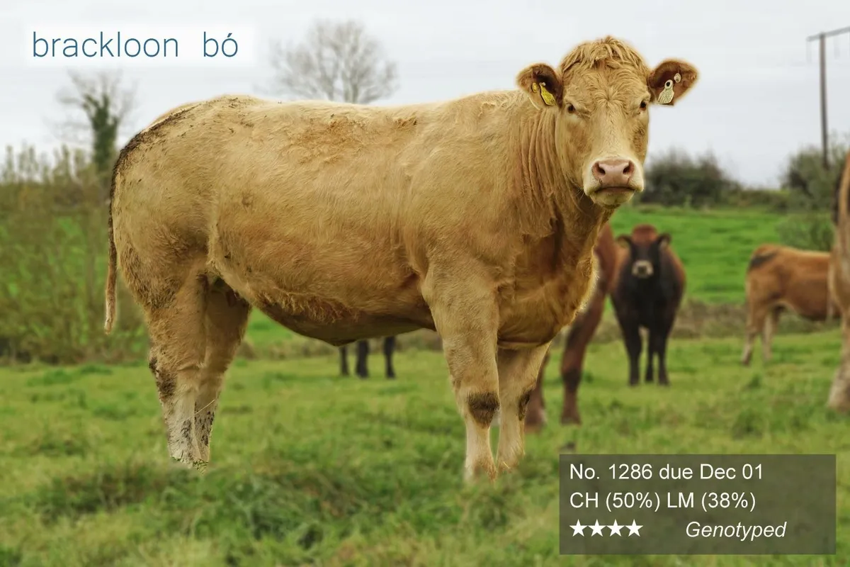 Heifers In-calf Springers - Image 3