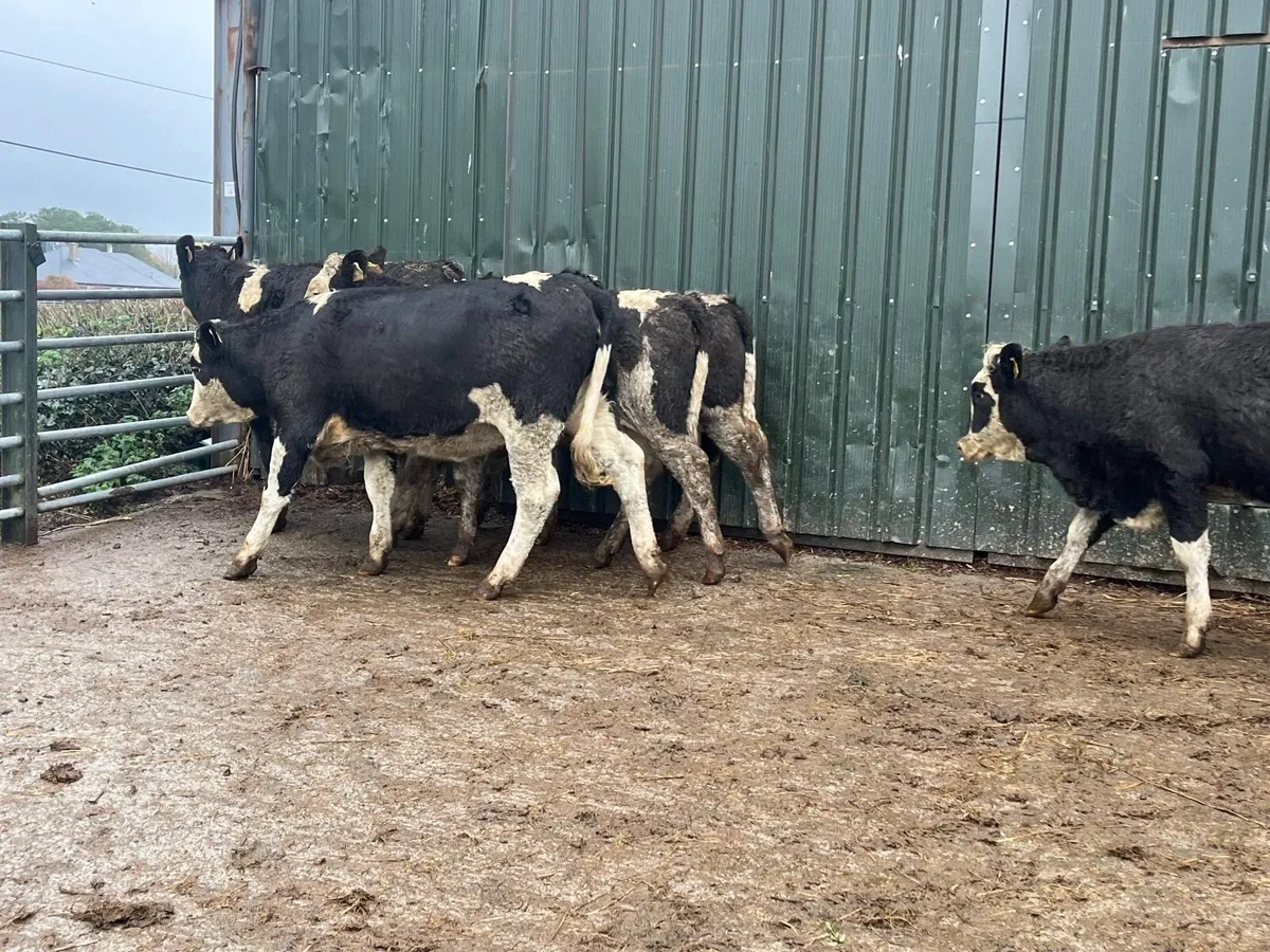 5 super Simmental breeding heifers - Image 2