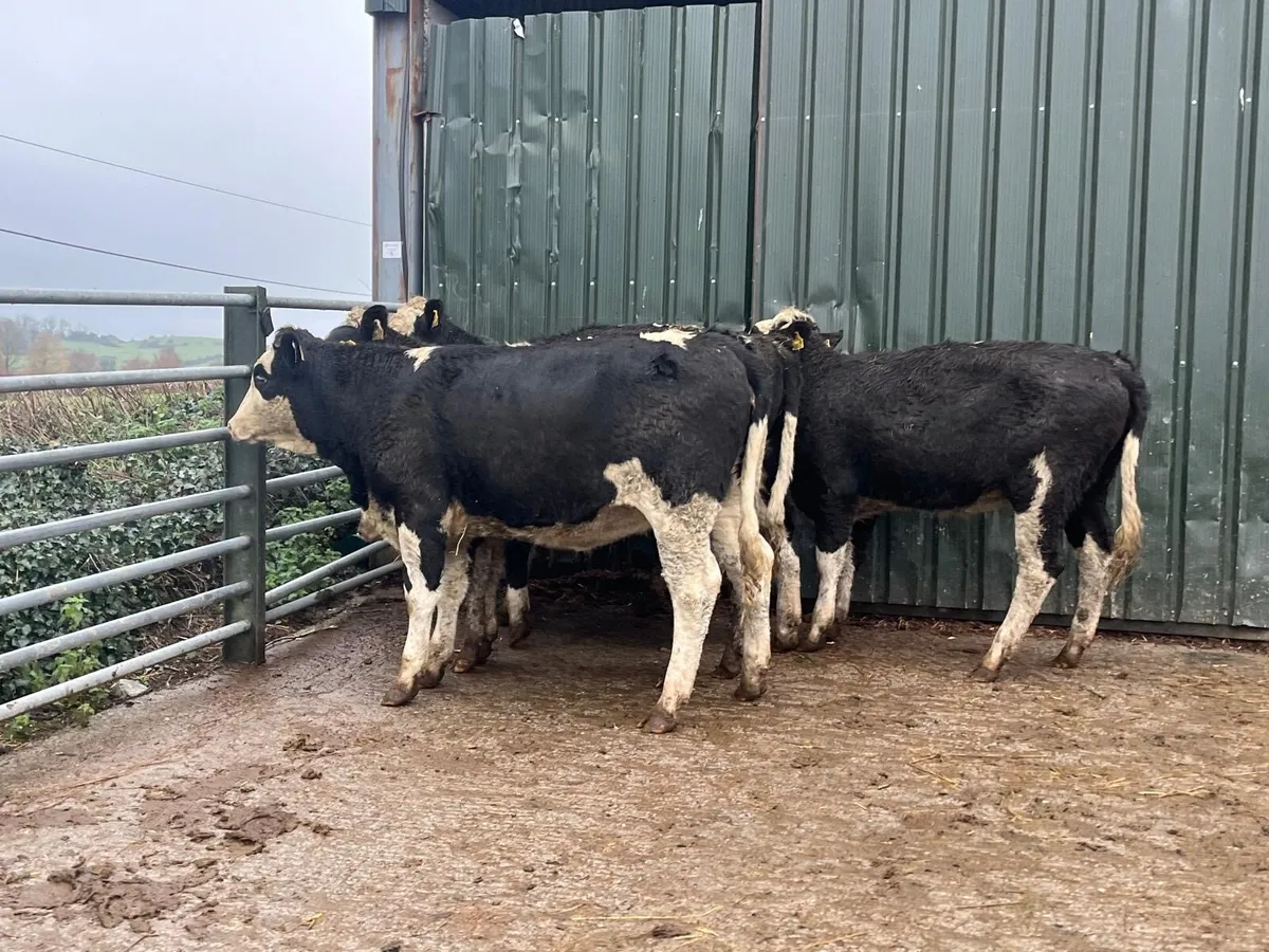 5 super Simmental breeding heifers - Image 3