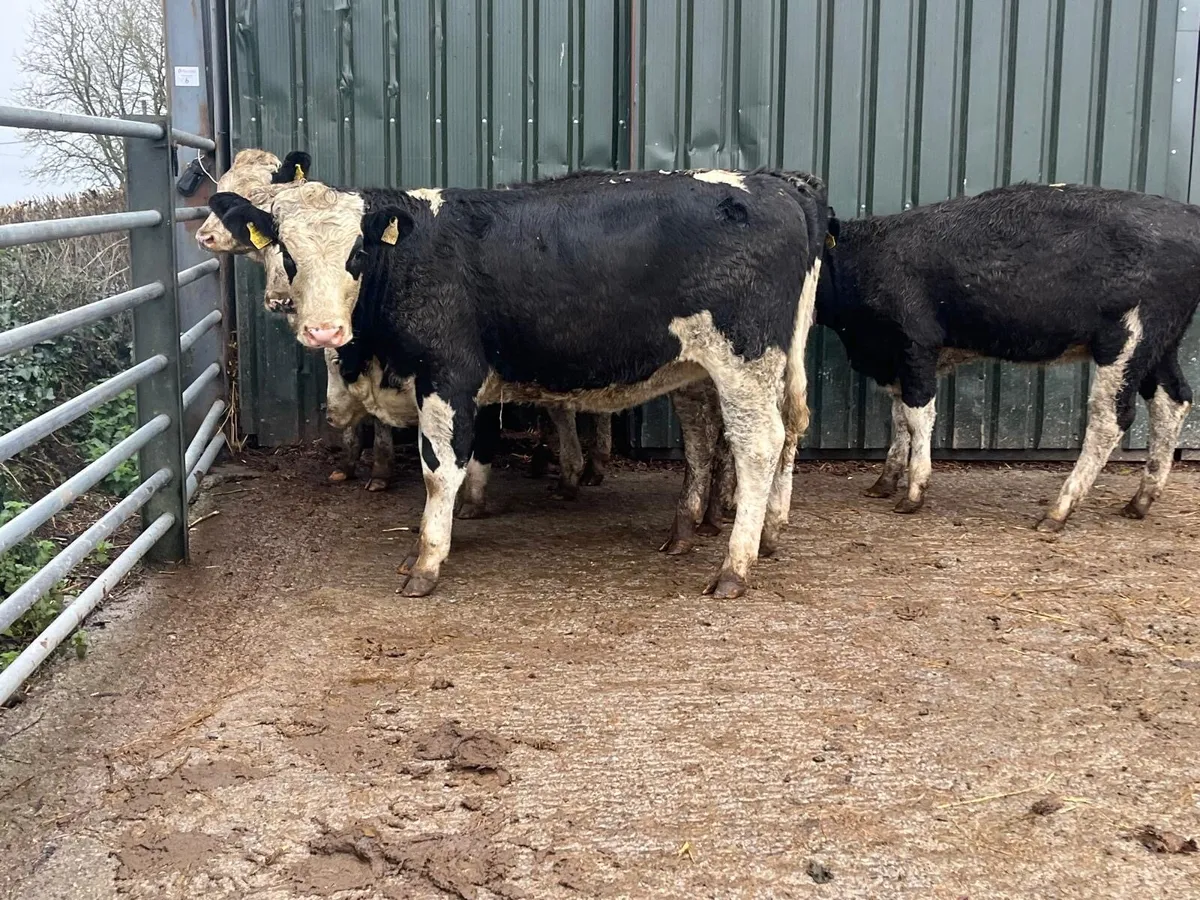 5 super Simmental breeding heifers - Image 4