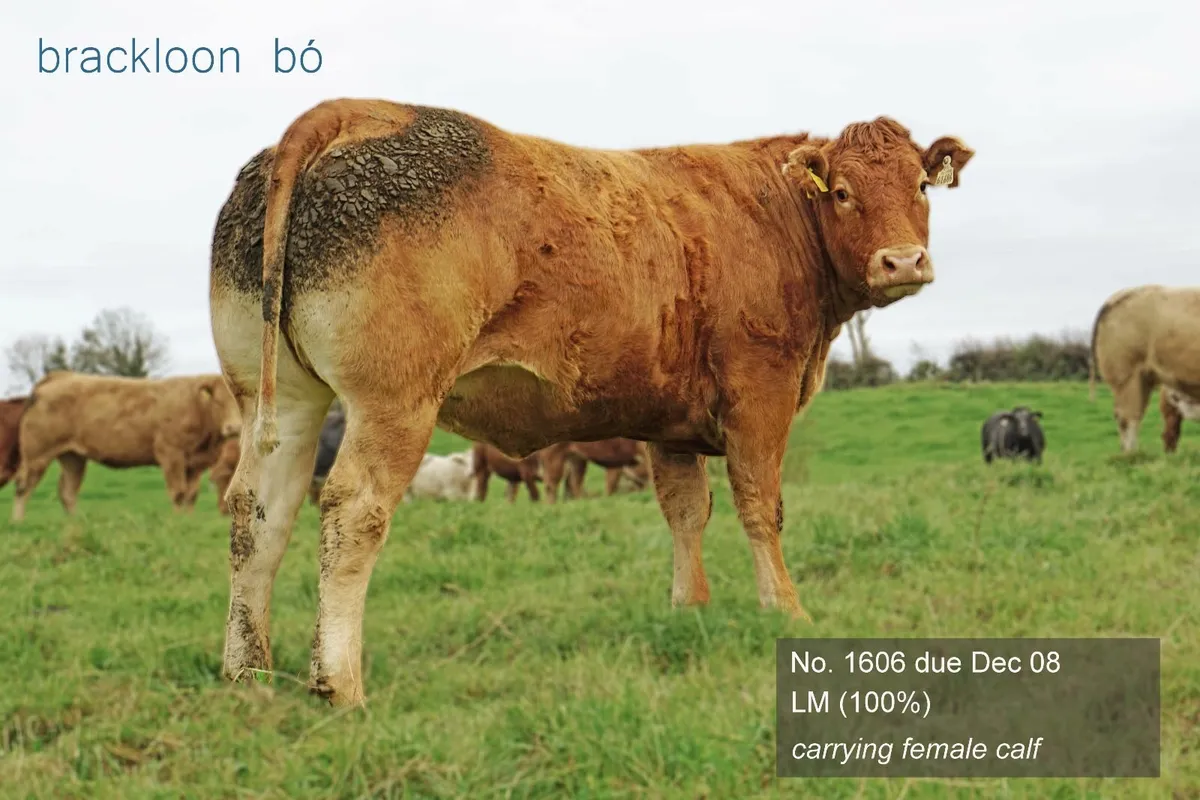 Heifers In-calf Springers - Image 4