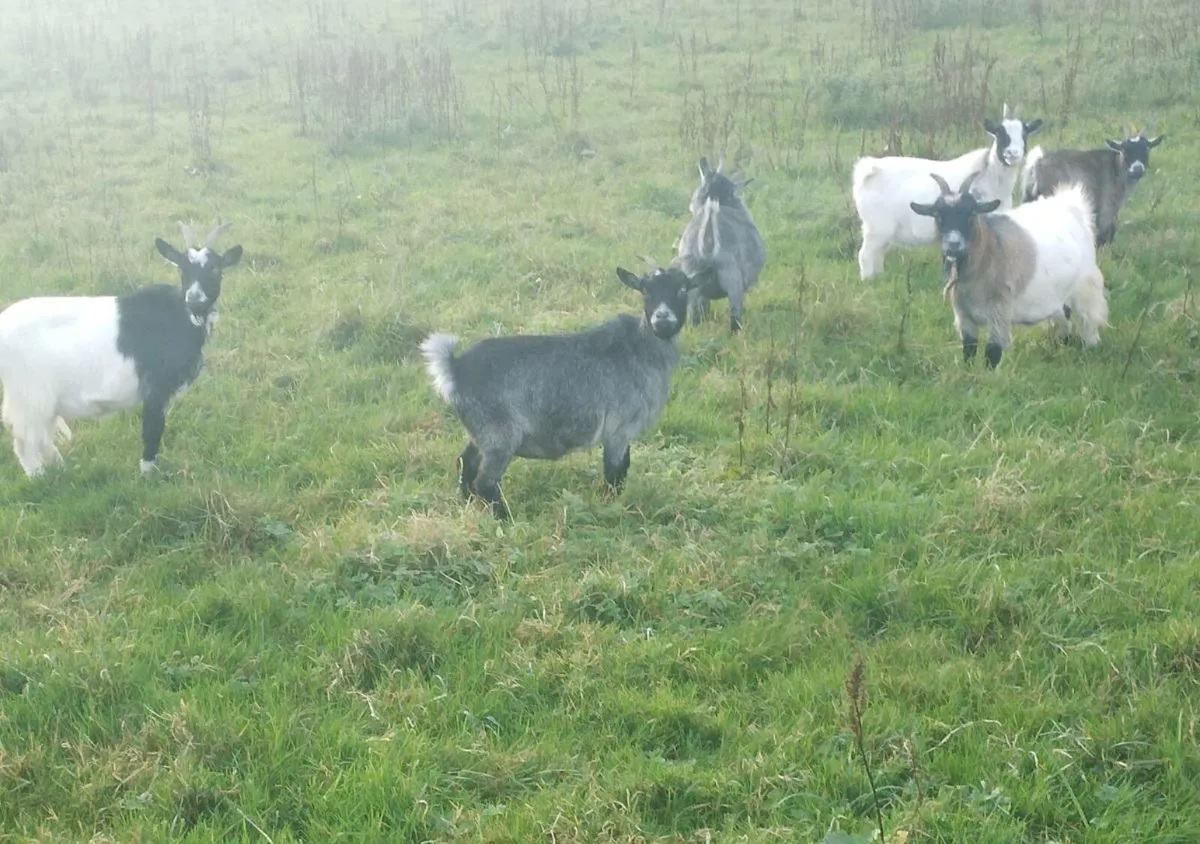Pregnant Pygmy Females - Image 1