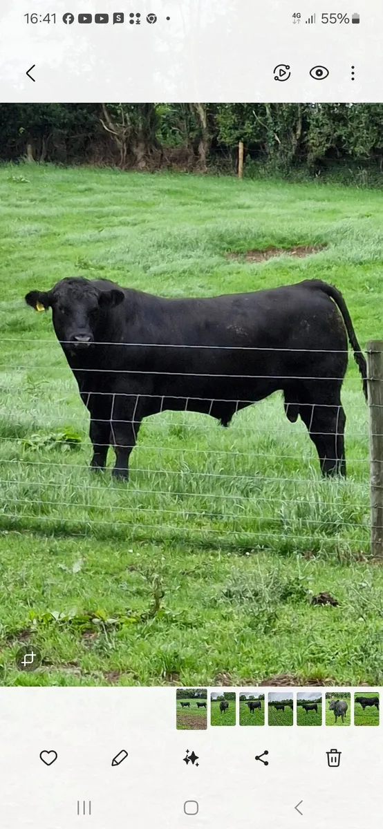 Angus bulls