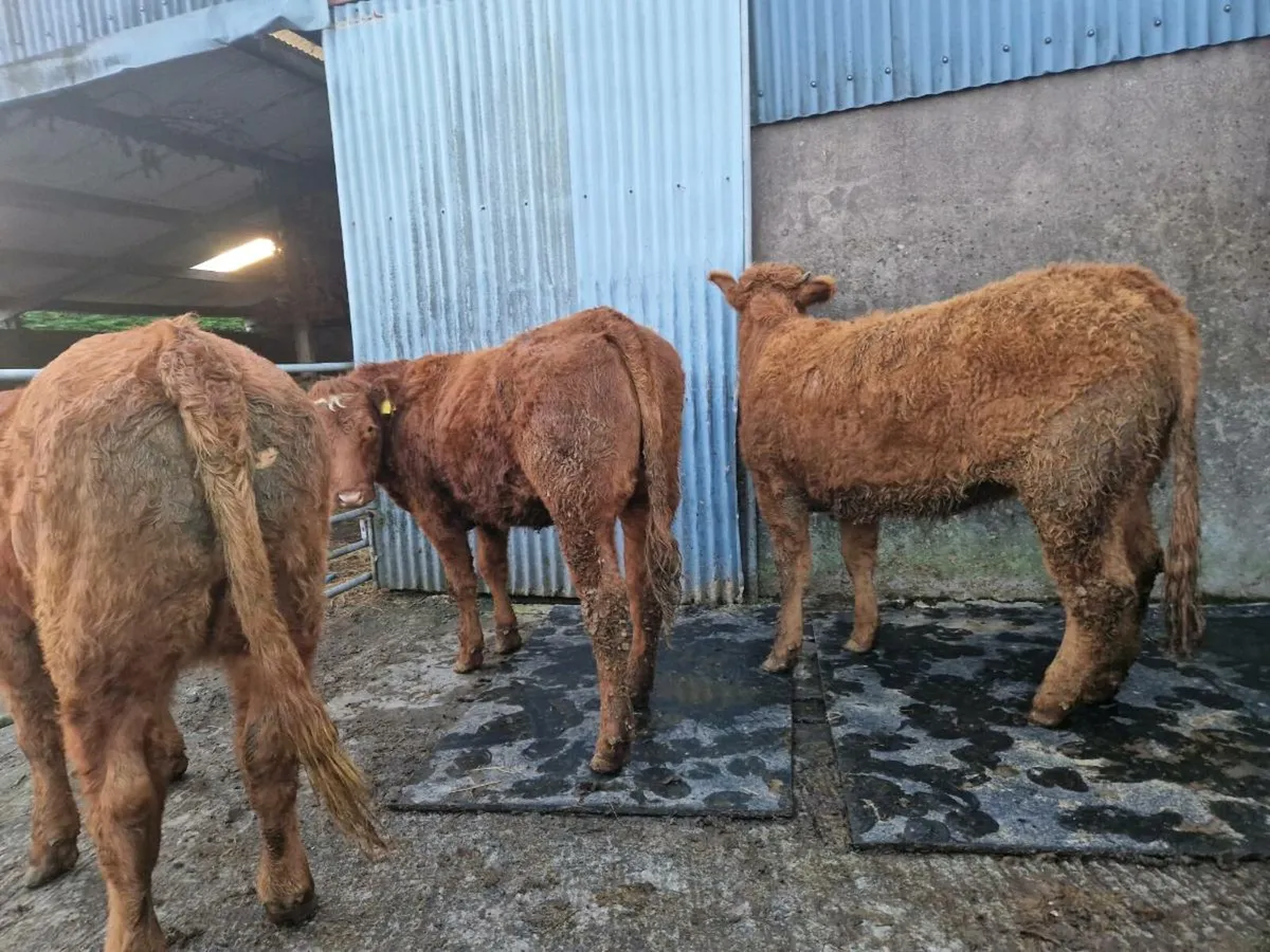 Saler Breeding Heifer - Image 2