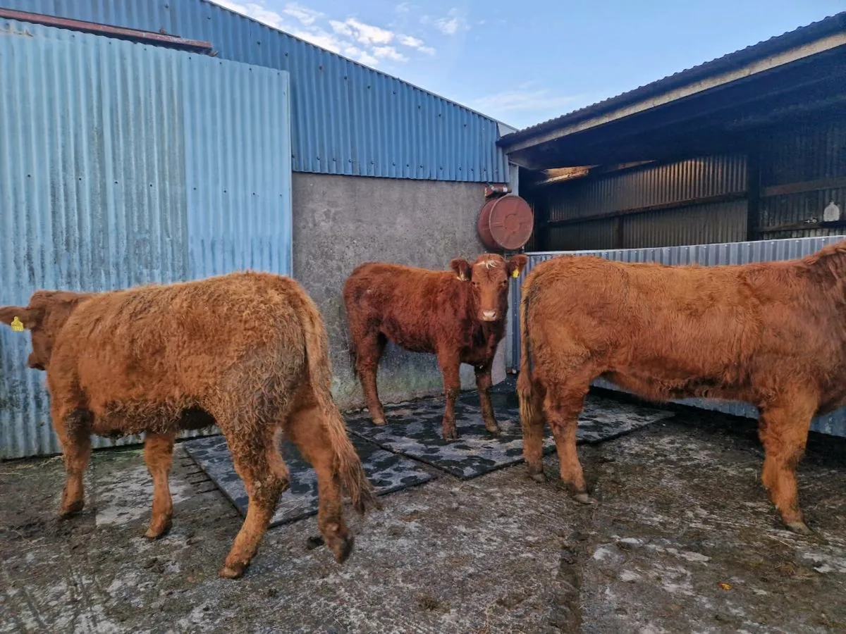 Saler Breeding Heifer - Image 1