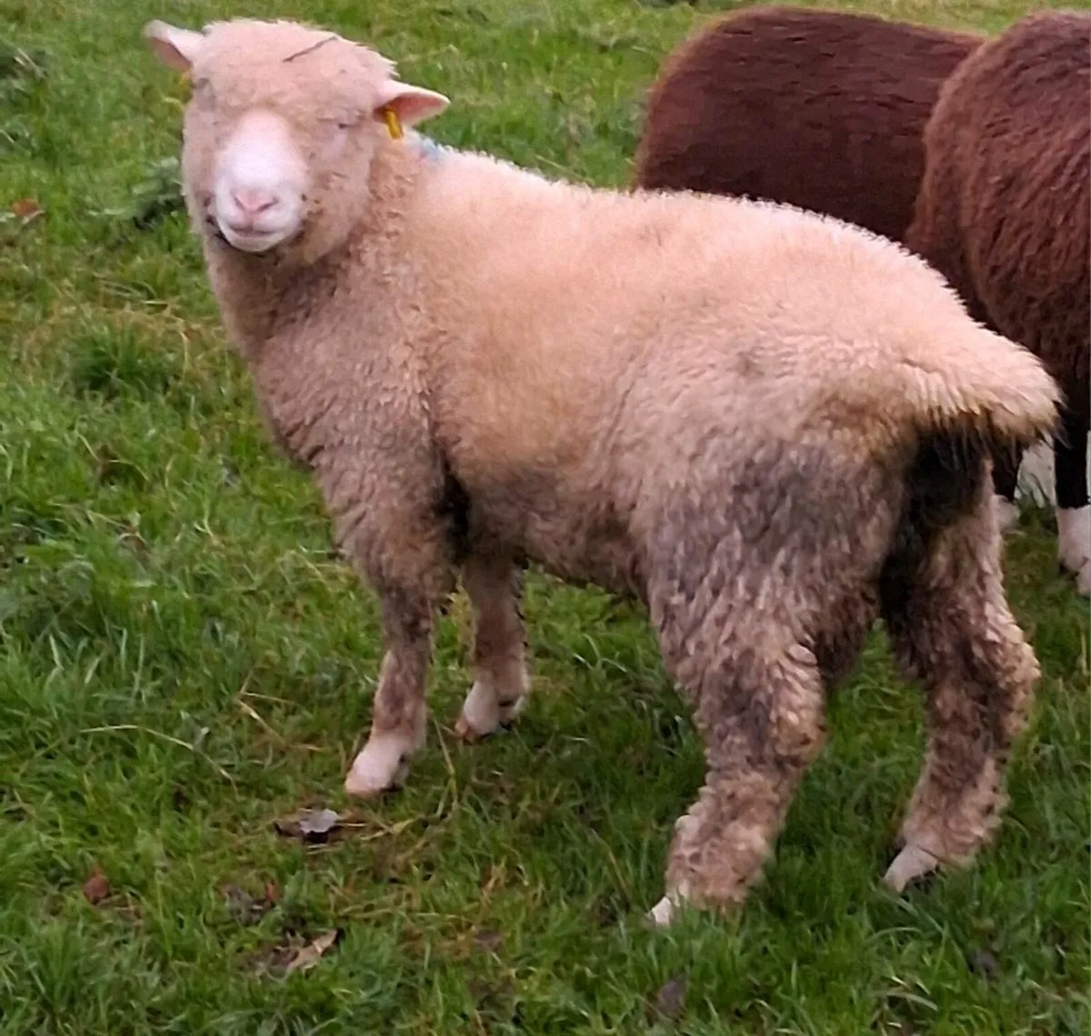 Ram lambs - Image 3