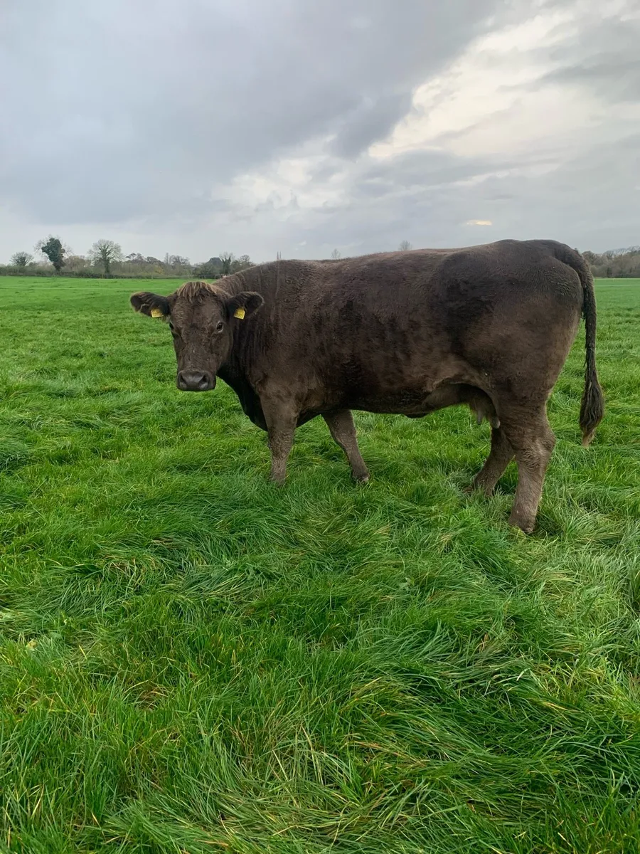 Incalf cow - Image 1