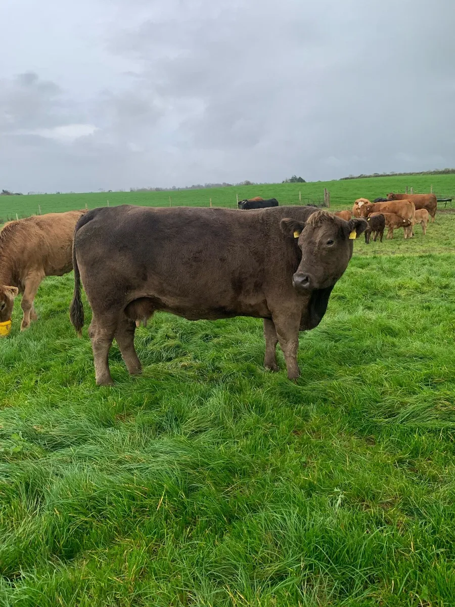 Incalf cow - Image 2