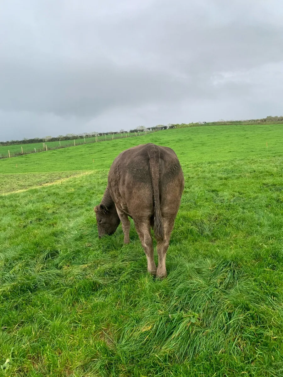 Incalf cow - Image 3