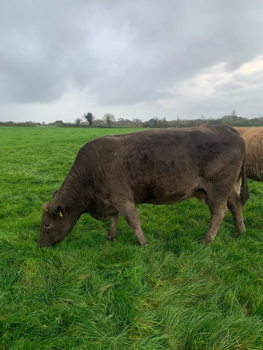 Incalf cow - Image 4