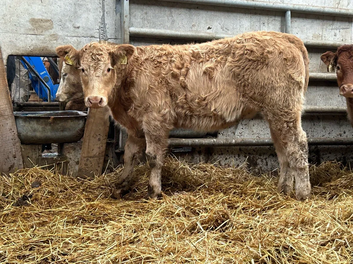 8 suckler breed heifer weanlings - Image 2