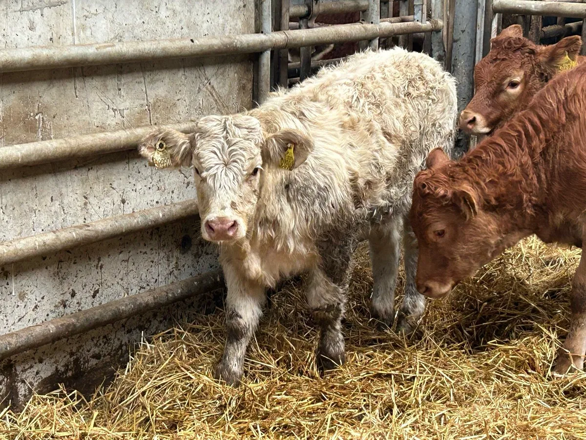 8 suckler breed heifer weanlings - Image 3