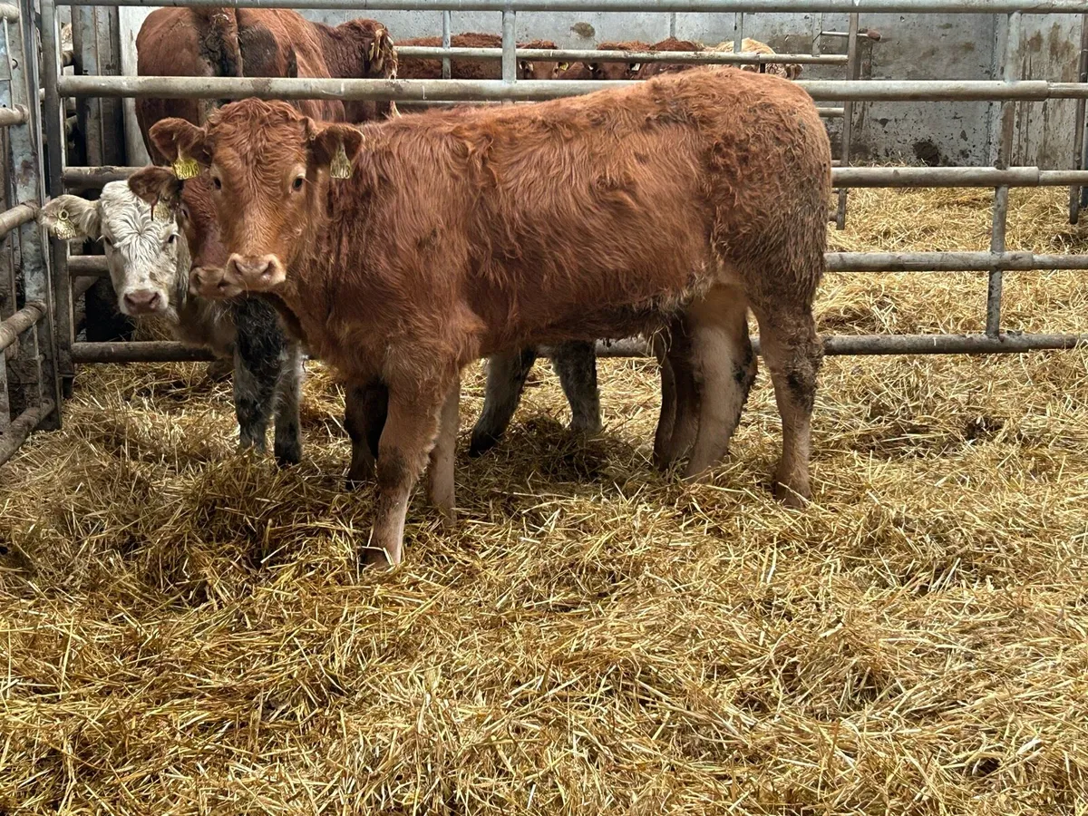 8 suckler breed heifer weanlings - Image 4