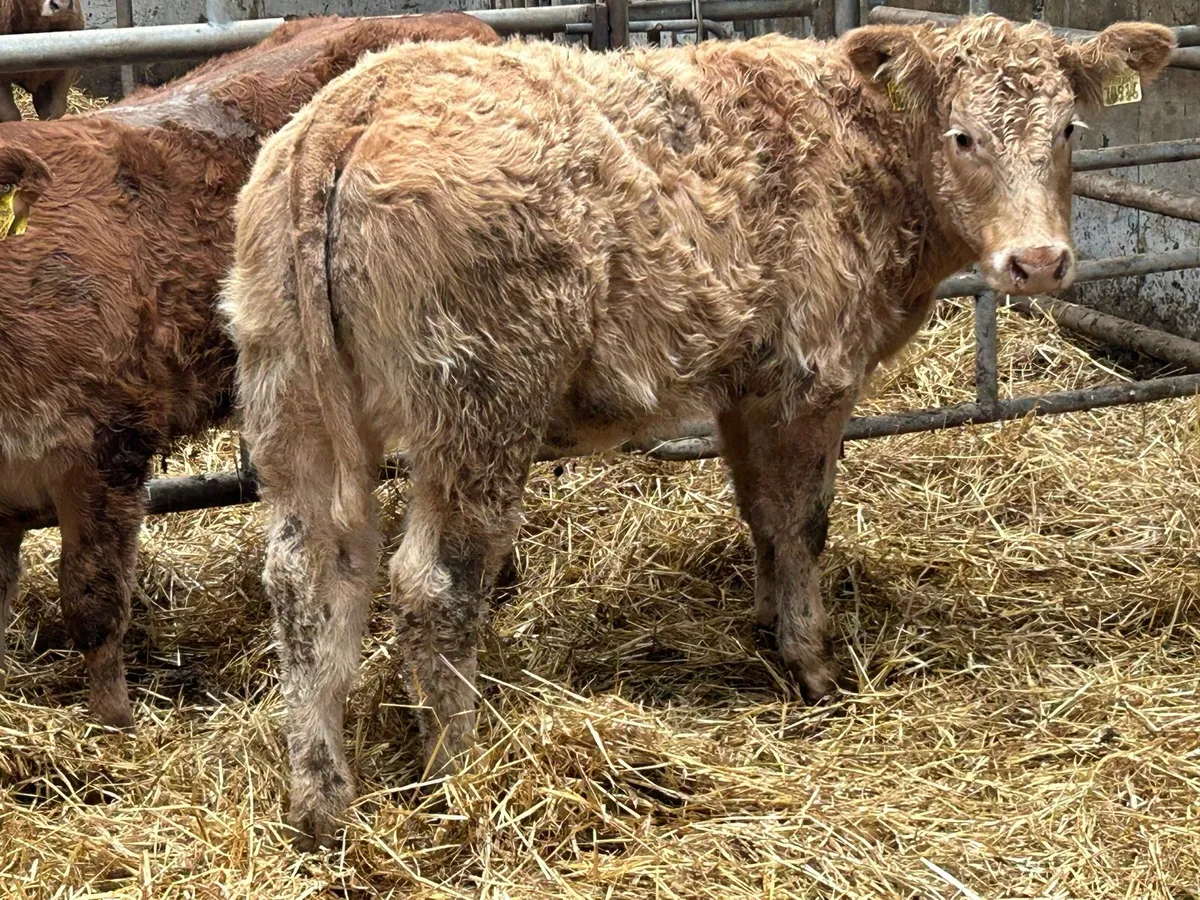 8 suckler breed heifer weanlings - Image 1