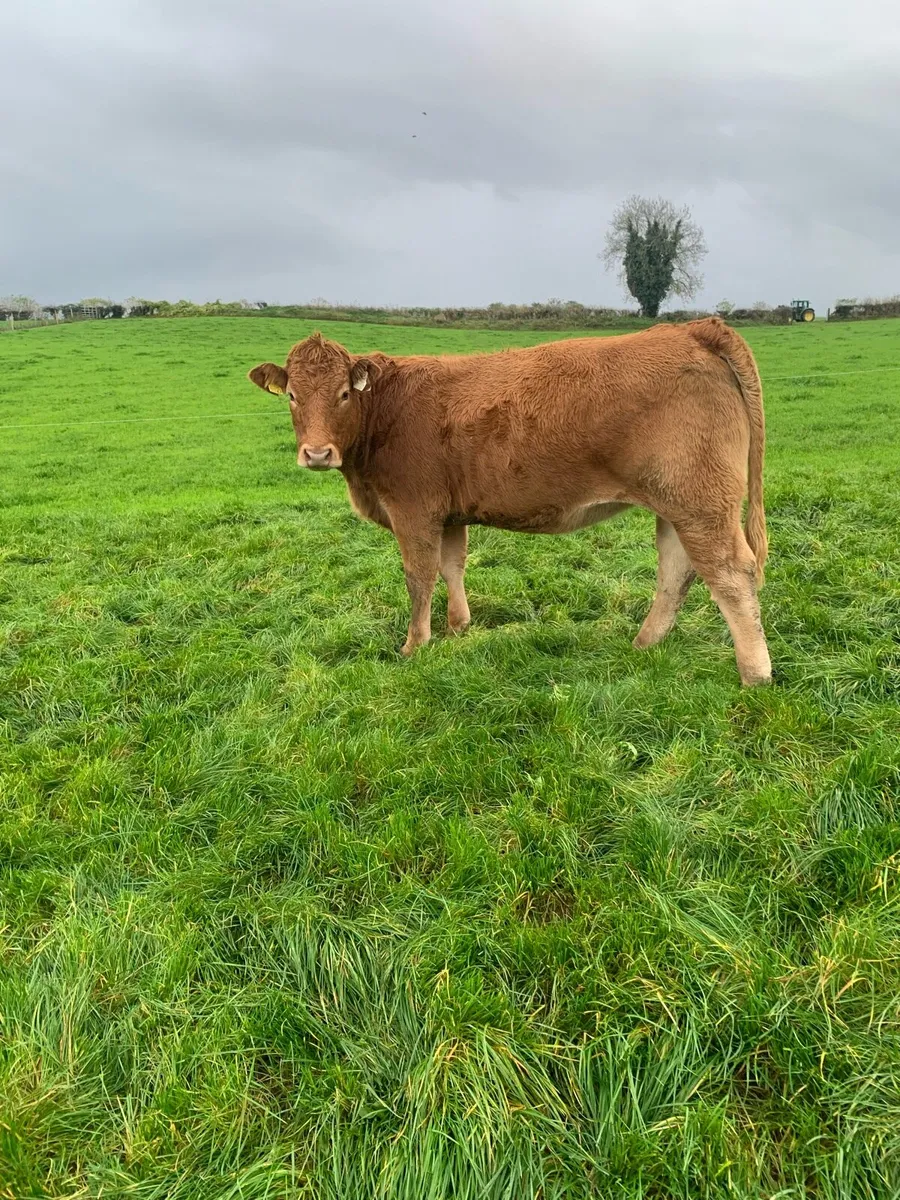 Incalf heifer - Image 1