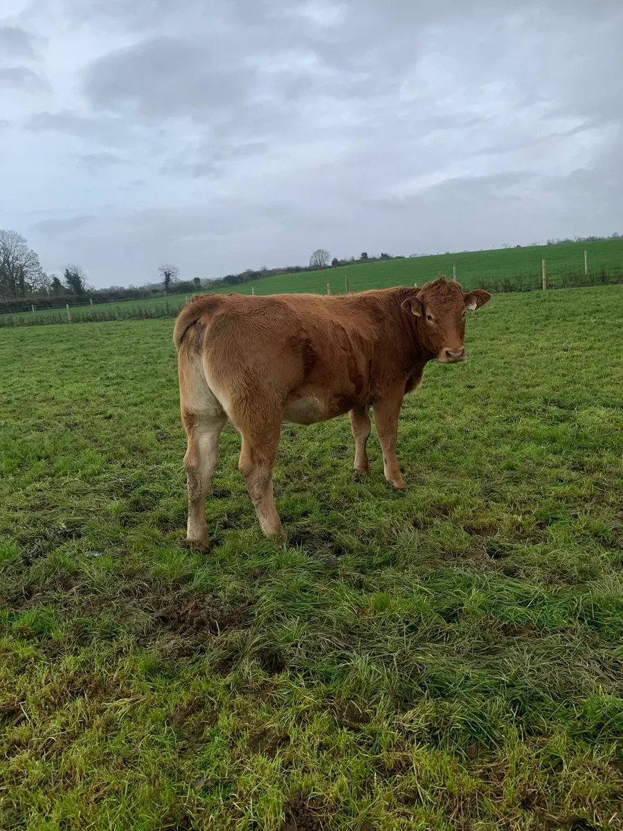 Incalf heifer - Image 2