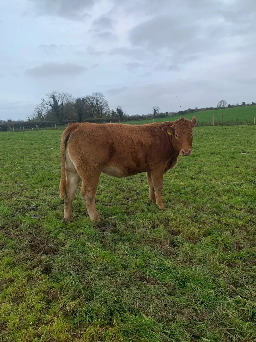 Incalf heifer - Image 3