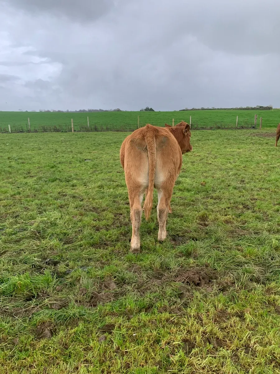 Incalf heifer - Image 4