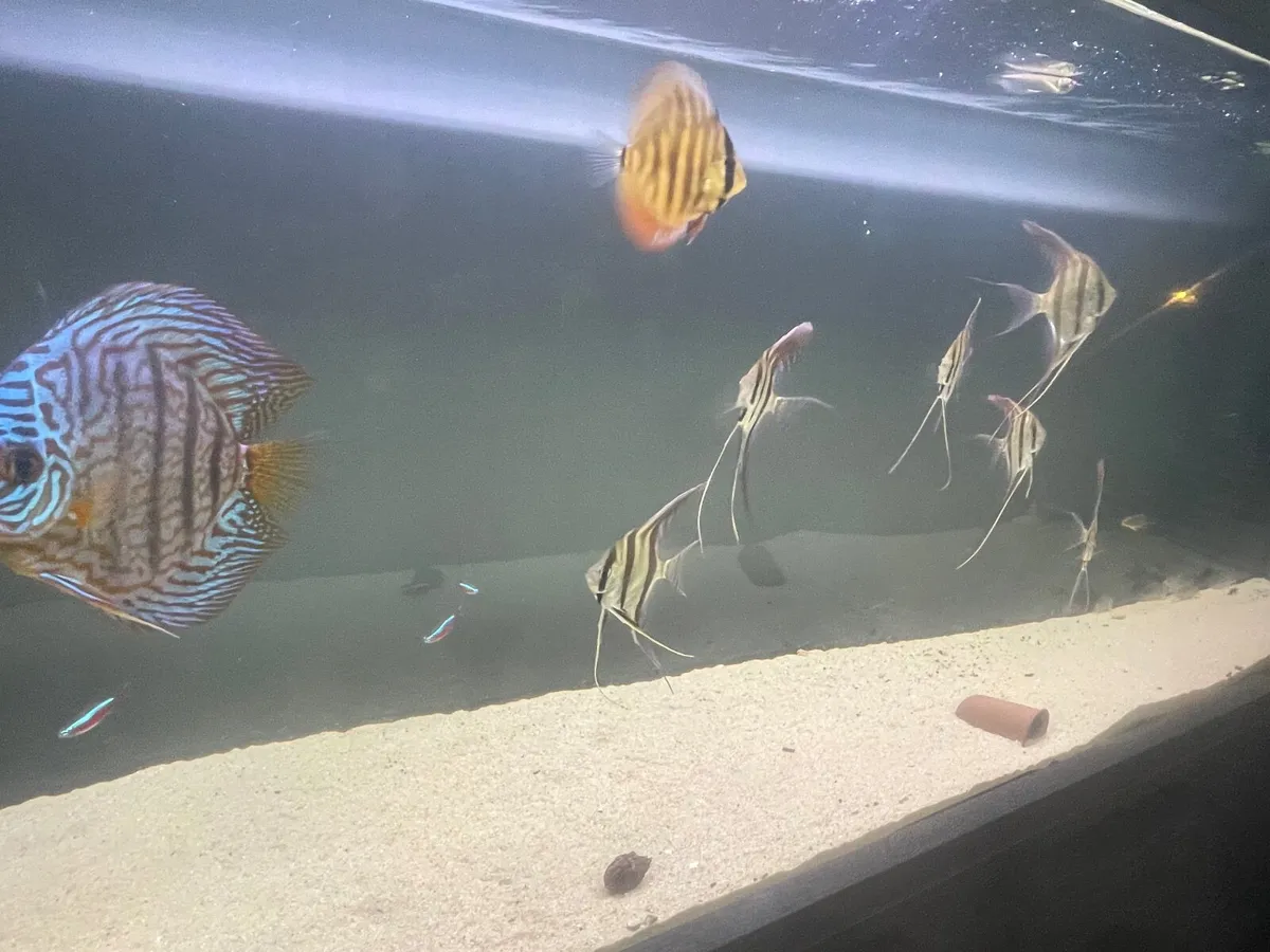 Aquarium x 2 - Image 1