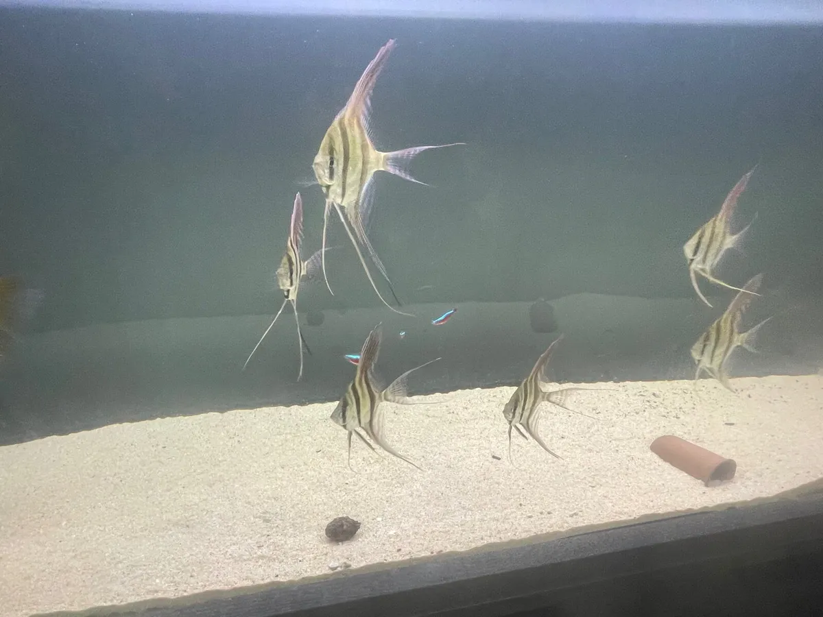 Aquarium x 2 - Image 2