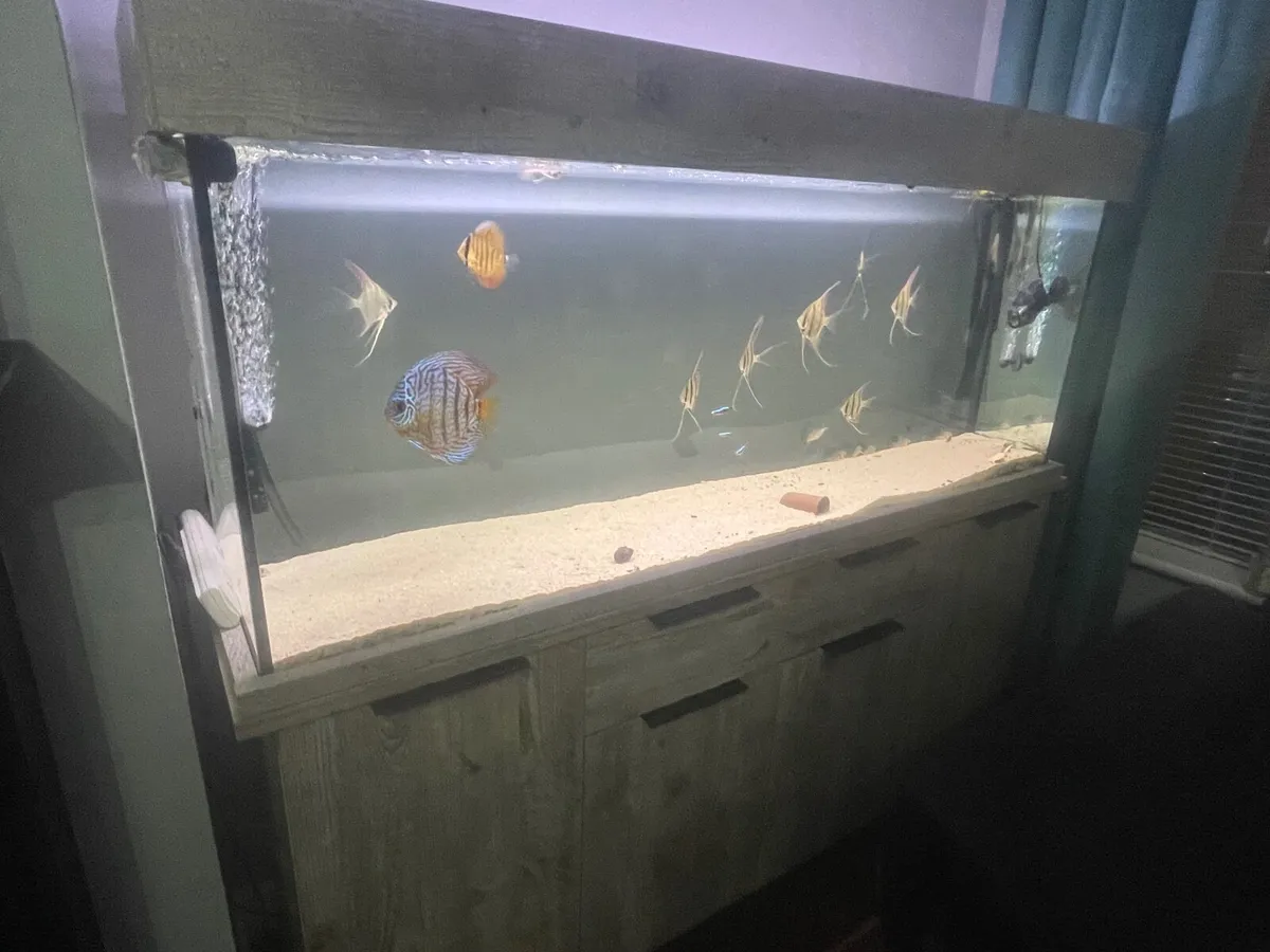 Aquarium x 2 - Image 3