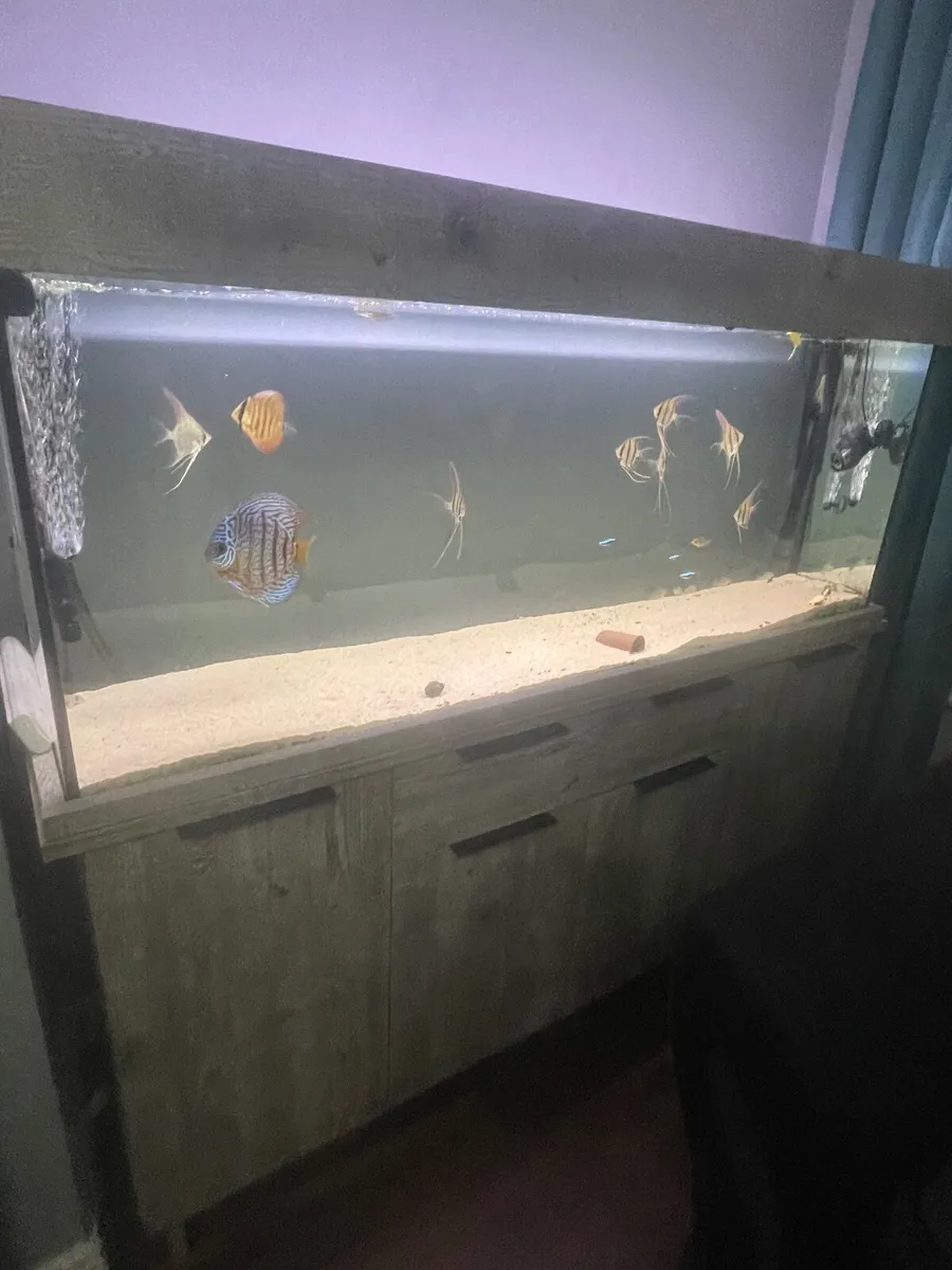 Aquarium x 2 - Image 4