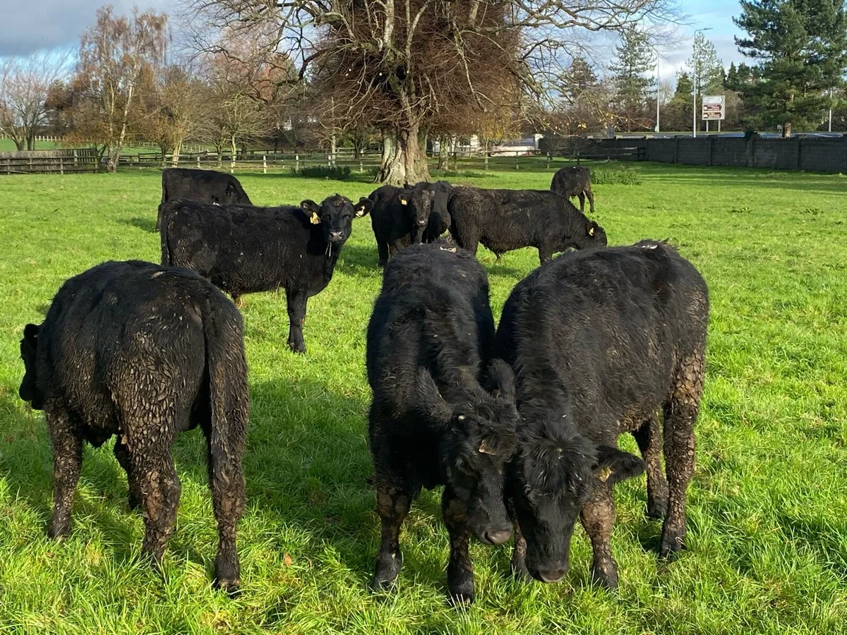 22 Angus Bullocks ( No Moves) - Image 2