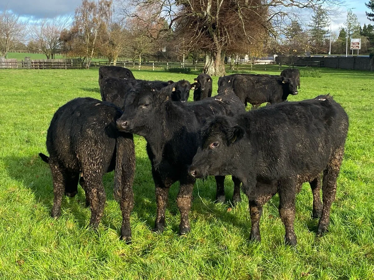 22 Angus Bullocks ( No Moves) - Image 3