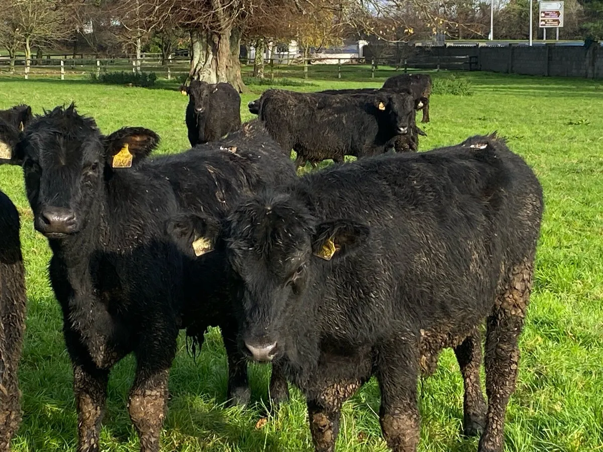 22 Angus Bullocks ( No Moves) - Image 1