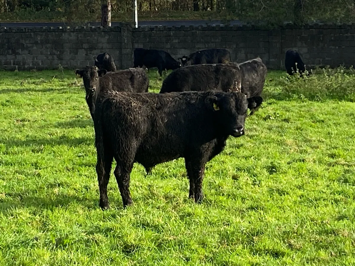 22 Angus Bullocks ( No Moves) - Image 4