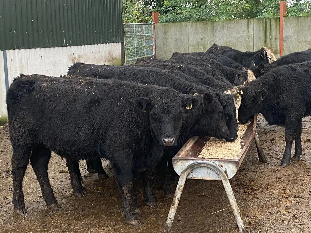 11 Suckler Bred Angus Hefs 320kg ( No Moves ) - Image 1