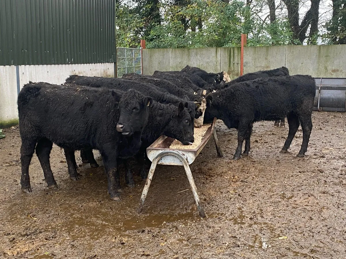 11 Suckler Bred Angus Hefs 320kg ( No Moves ) - Image 2