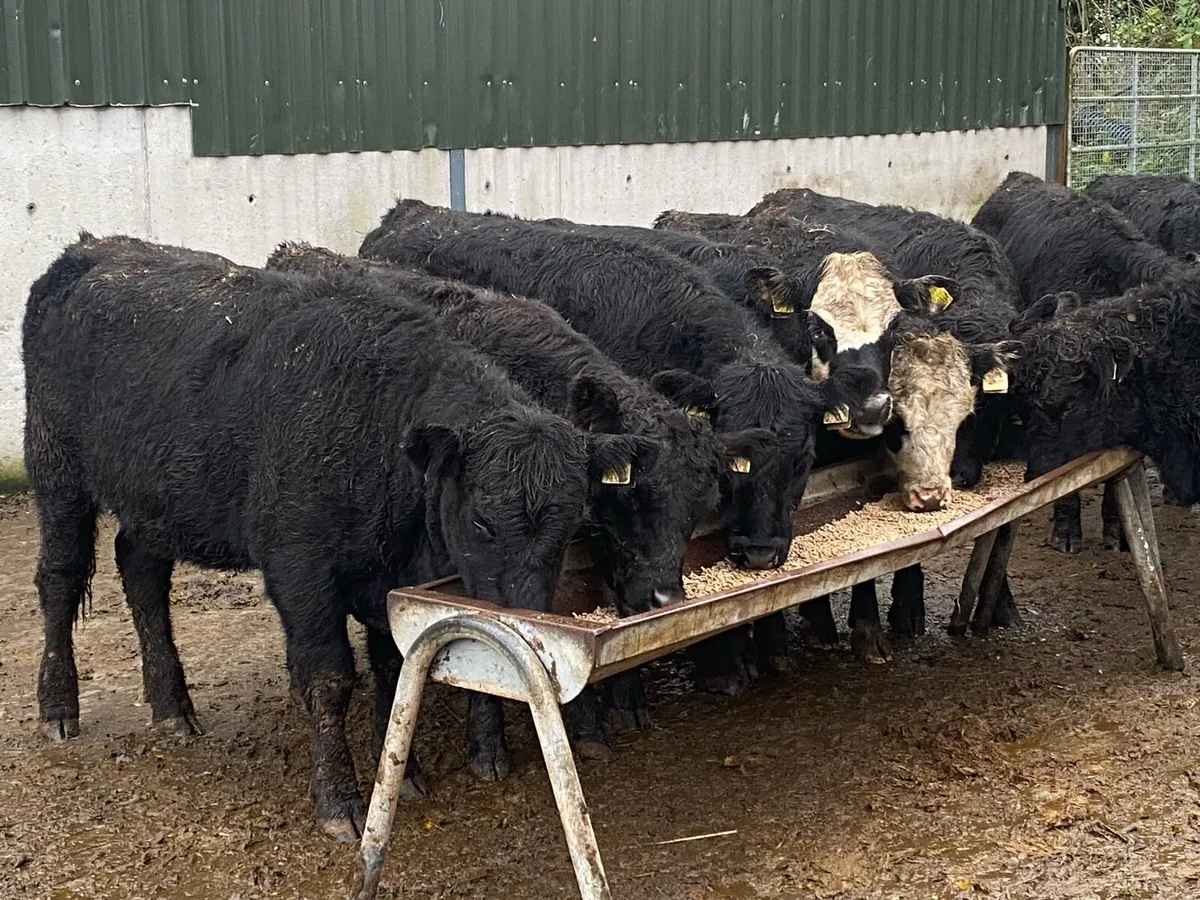 11 Suckler Bred Angus Hefs 320kg ( No Moves ) - Image 3