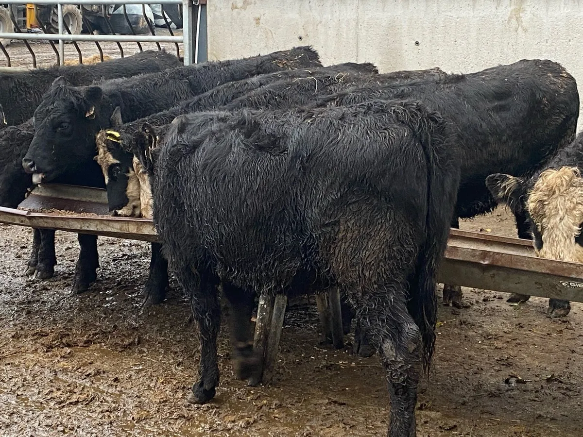 11 Suckler Bred Angus Hefs 320kg ( No Moves ) - Image 4