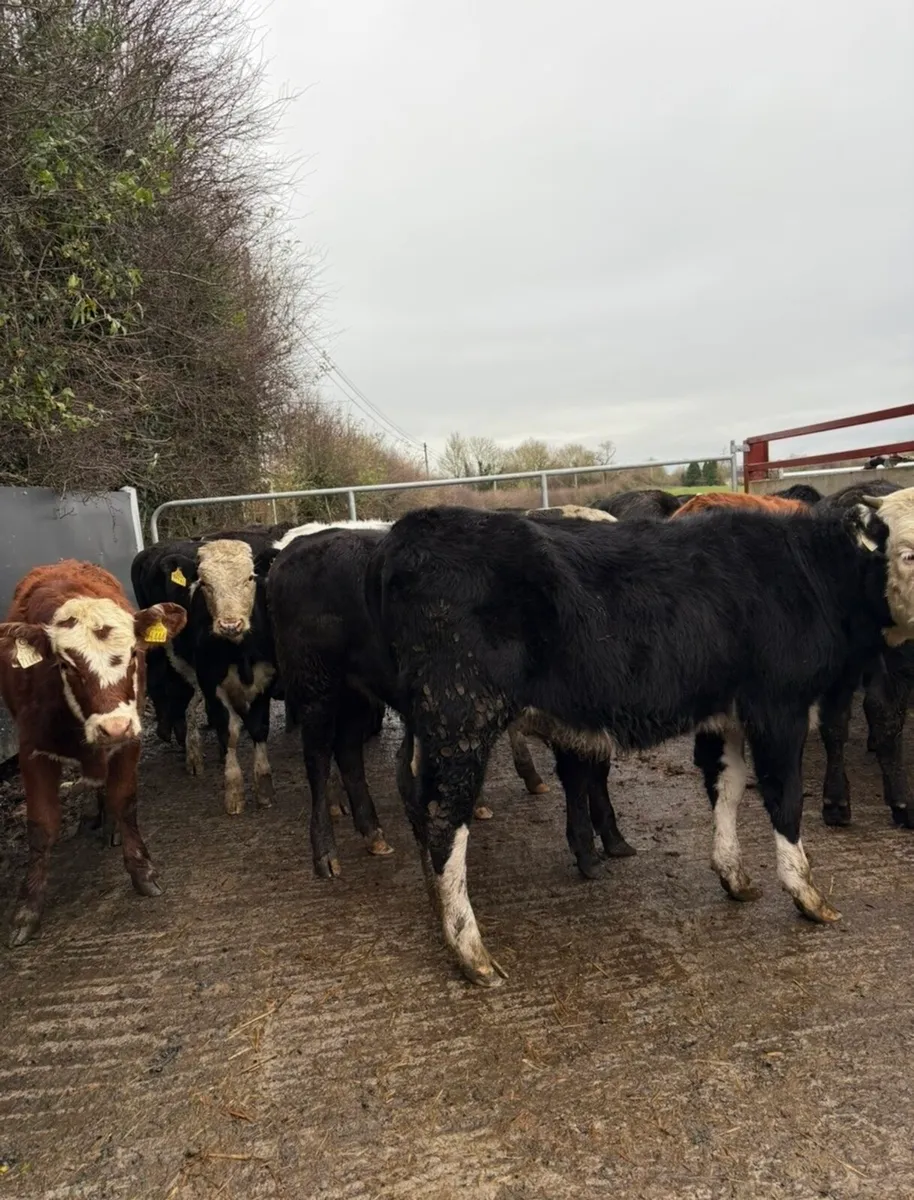 16 super Weanling heifers for sale - Image 1