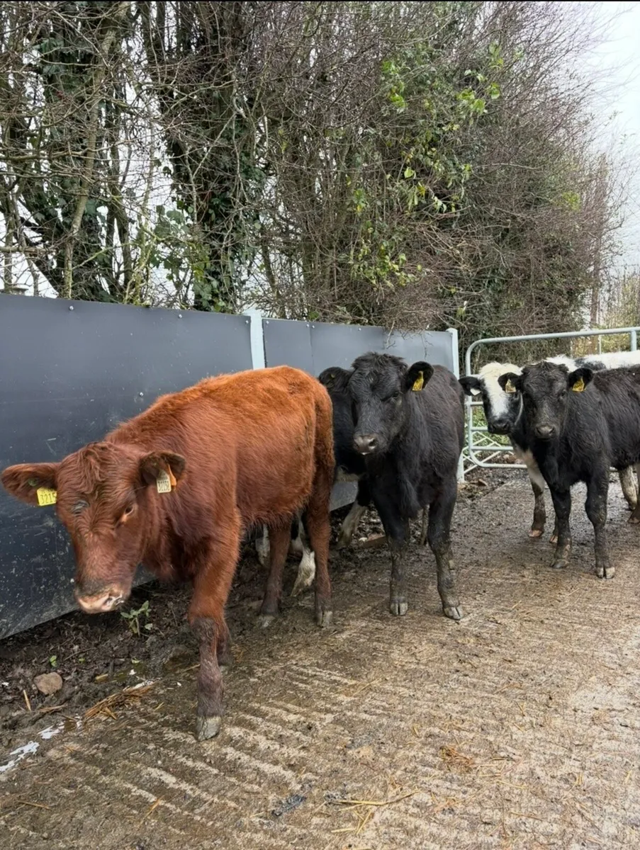 16 super Weanling heifers for sale - Image 2