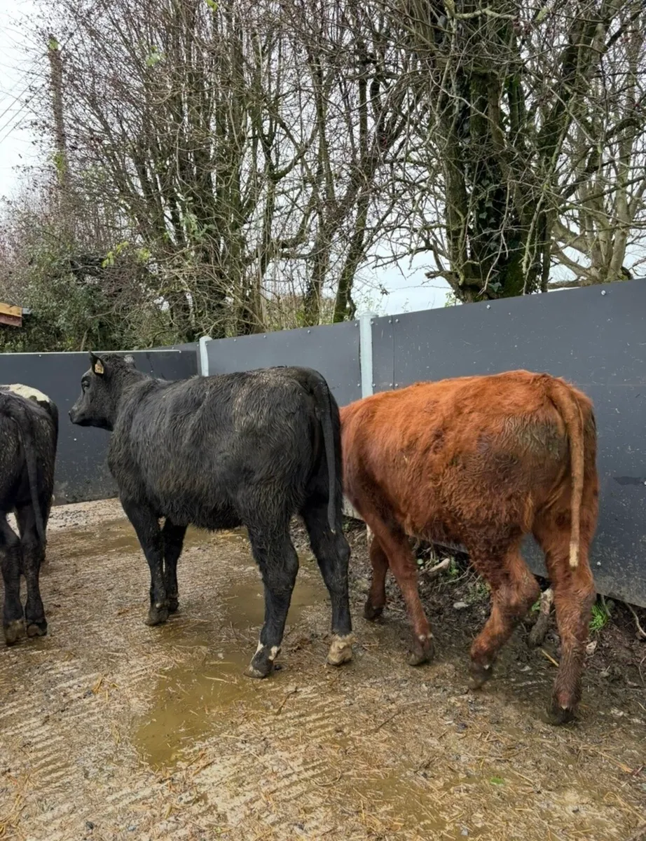 16 super Weanling heifers for sale - Image 3